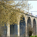 Pussy Willow eating bridge