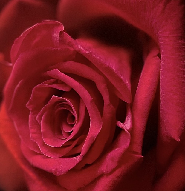 a red , red rose