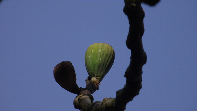 Figs are already starting to sprout