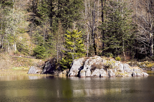 LEPUIX: Etang des roseaux 00.