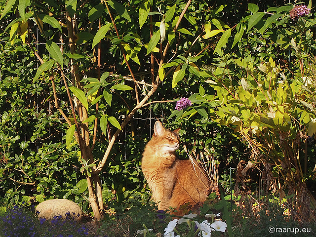 By the blooming butterfly-bush