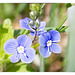 Makro Blue flower