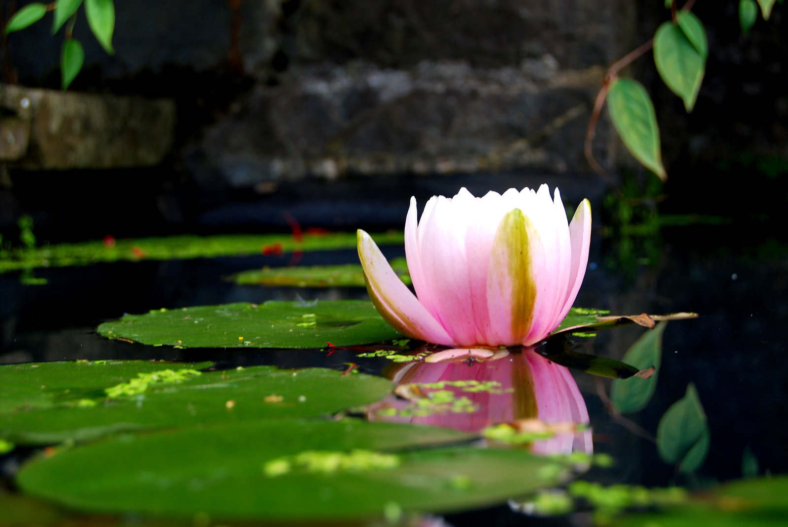 Water lilly