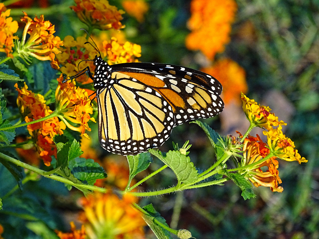 Monarch (Danaus plexippus)(m) ~ In Golden Light ~