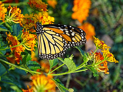 Monarch (Danaus plexippus)(m) ~ In Golden Light ~