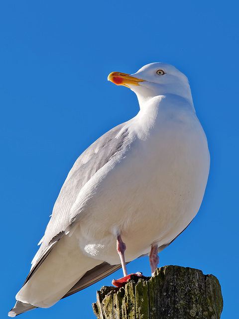 Blau/Weiß