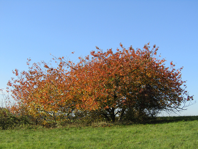 feurig roter Herbst