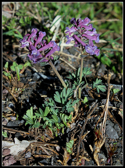 Corydalis solida  - corydale