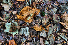 Forest Floor