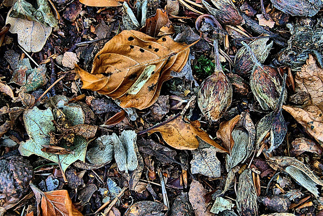 Forest Floor