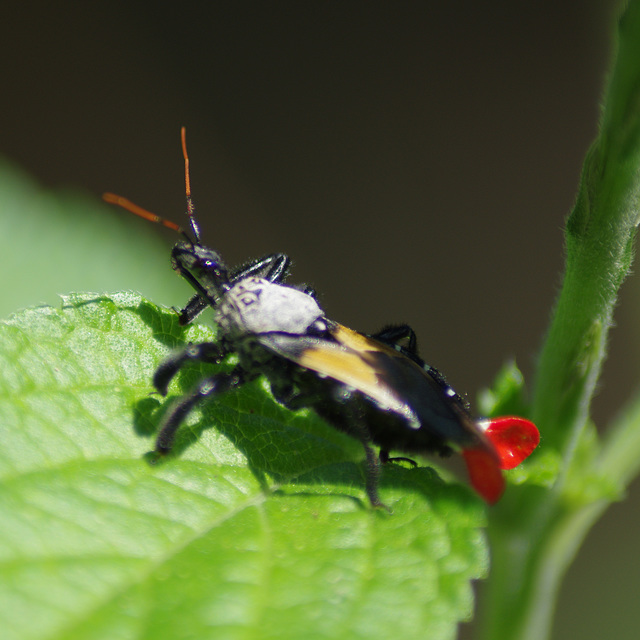 Assassin Bug 'Bee Killer'