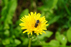 Schwebfliege (Eristalis spec.) auf gelber Blüte