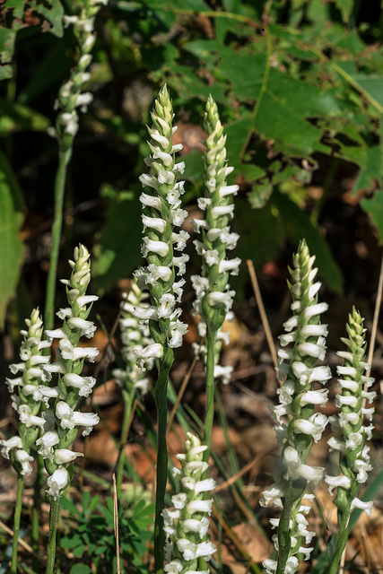 Spiranthes cernua (Nodding Ladies'-tresses orchid)