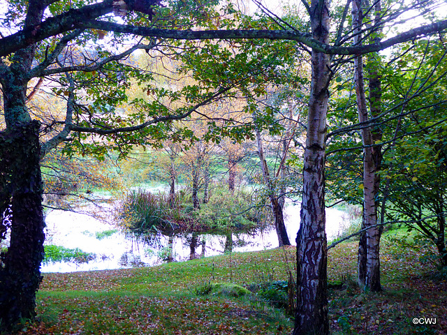 Autumn colours by the pond