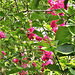 This wild rose is really gathering quite a growth in the apple tree This wild rose is really gathering quite a growth in the apple tree