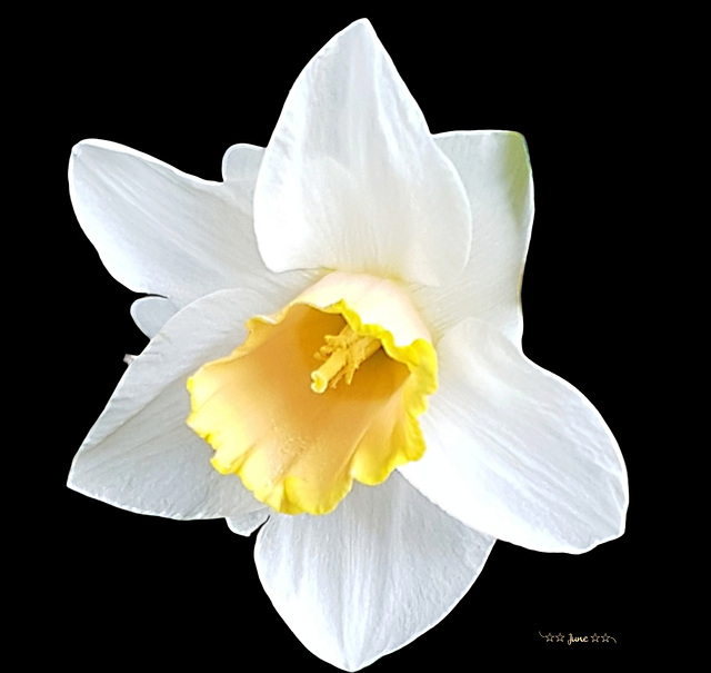 Last of the daffs in my garden