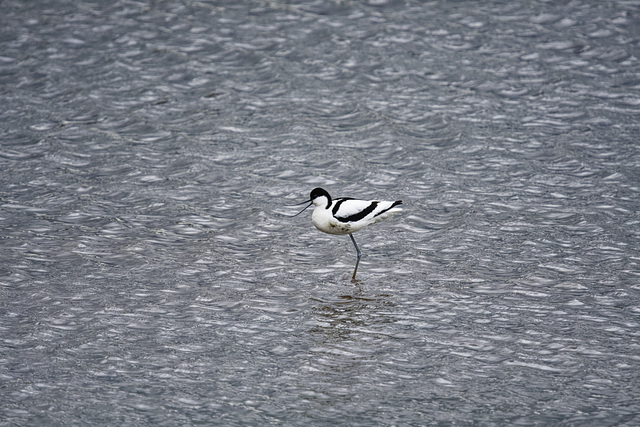 Avocet