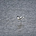 Avocet