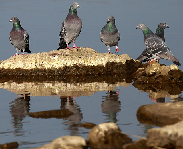 EOS 6D Peter Harriman 08 49 45 76850 rockDoves dpp