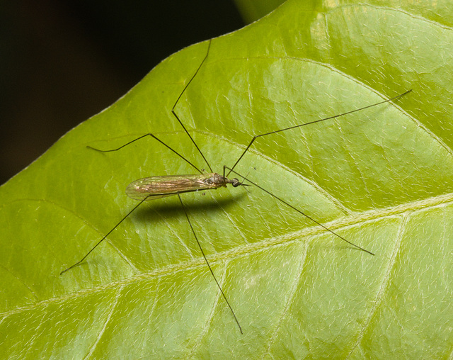 IMG 0203 Cranefly