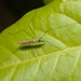 IMG 0203 Cranefly