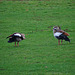 Nilgänse auf der Wiese