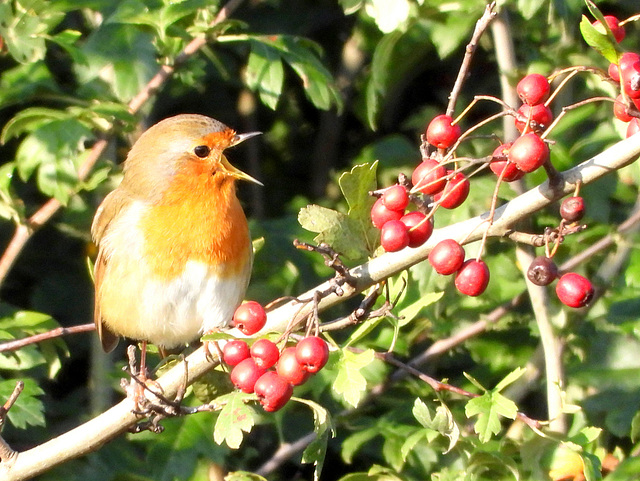 Rouge-gorge