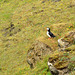 Iceland, Alone Puffin on the Western Slope of the Dyrhólaey Cape