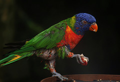 La Serre Tropicale des Oiseaux , au Zoo de Beauval .