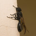 IMG 3020 Queen Ant-2