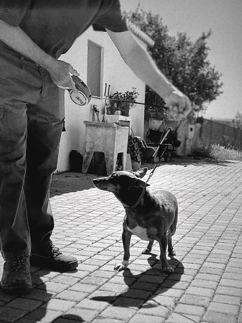 A Princesa do Zé A Princesa do Zé