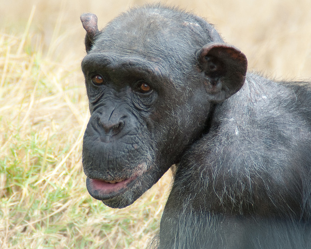 South Africa Chimp Eden IGP5885