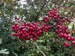 20150918 145313Hw [D~SHG] Weißdorn (Crataegus monogyna), Fischteiche, Rinteln