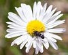 Makro Blüte Biene