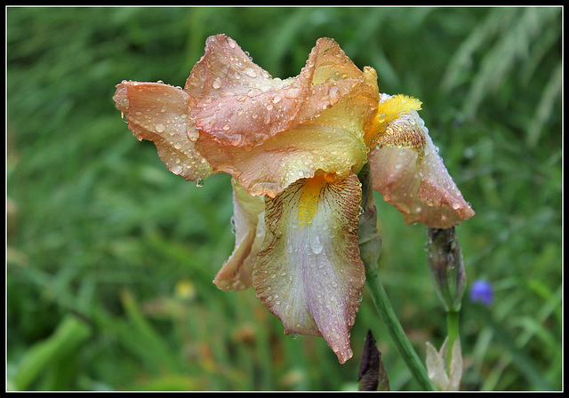 plicata ancien