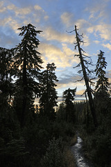 Early Morning on the Trail