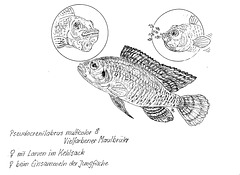 023 Cämmerers Fischzeichnungen