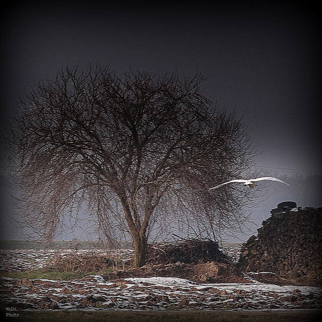 L'aigrette...