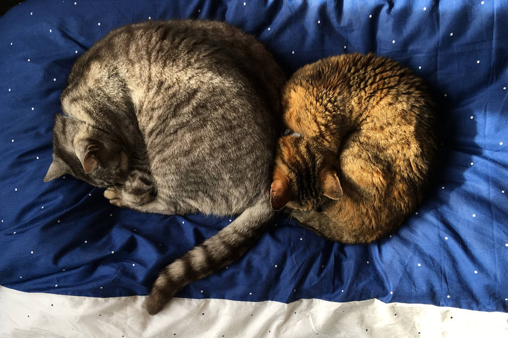 Deux boules de poils