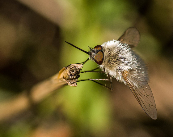 bombyle