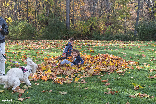 Kaylin, Adam and the dog, wallowing in the Autumn leaves