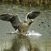 Greylag goose