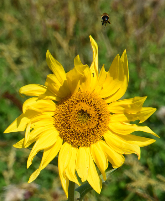 Sonnenblume