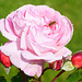 Rosa Rose mit Knospen und Schwebfliege