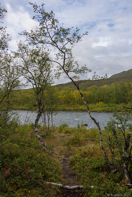 auf dem Njakajaure-Trail entlang dem Abiskojåkka (© Buelipix)