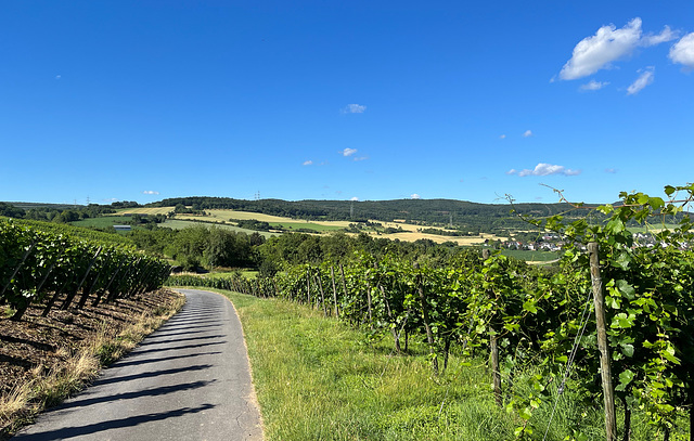 Weinberge bei Ehlingen