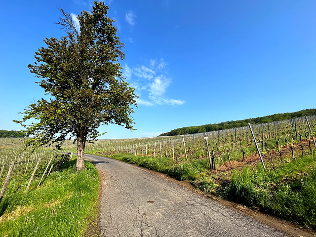 Weinberge im Mai