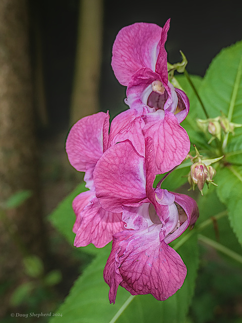 Himalayan balsam