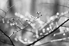 Winter gives way to spring.