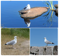 Bornholmer Möwen